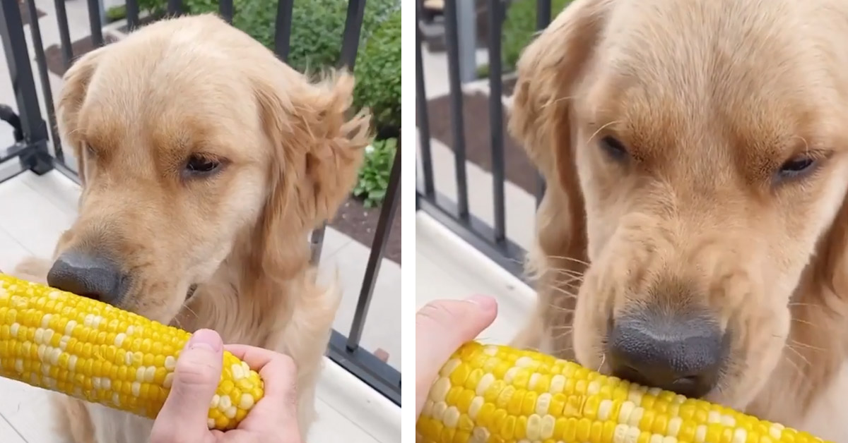 Il Golden Retriever assaggia una pannocchia e la sua reazione diventa virale (video)