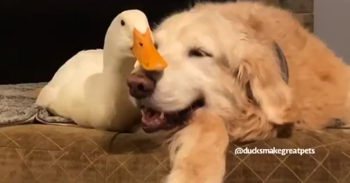 Il Golden Retriever dorme teneramente con un’oca (video)