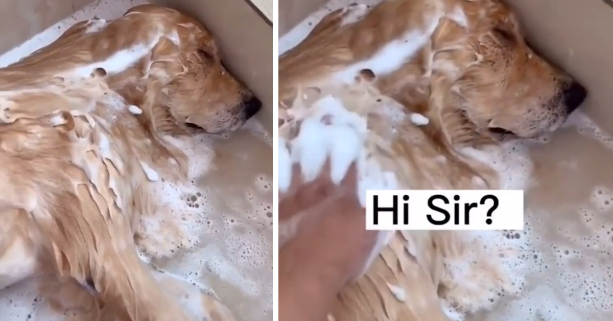 Il Golden Retriever è così stanco che dorme durante il bagno (video)