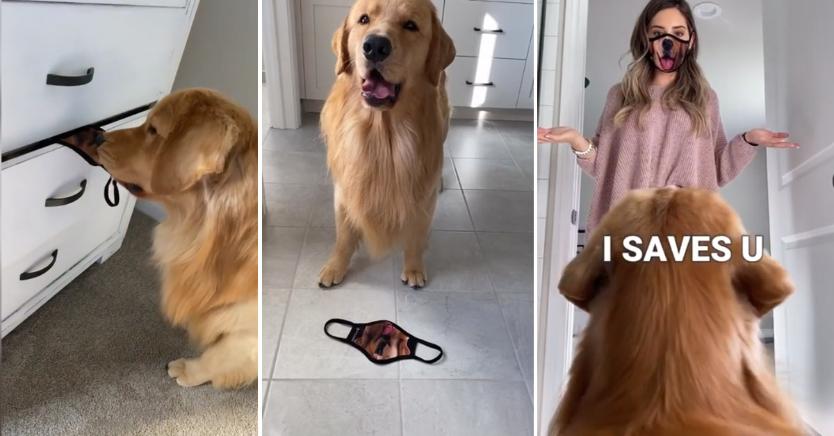 Il Golden Retriever è stupito nel vedere la proprietaria con la mascherina (video)