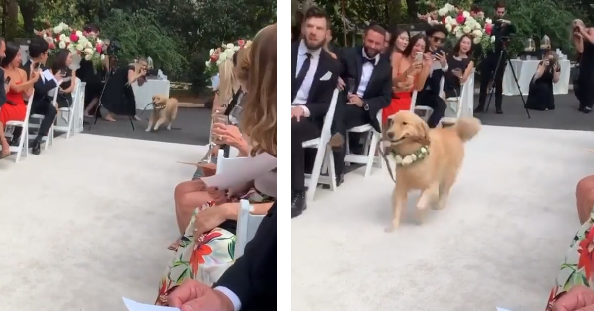 Il Golden Retriever fa il suo ingresso al matrimonio e il video diventa virale