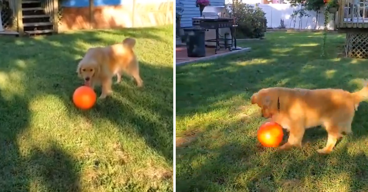 Il Golden Retriever gioca a calcio e il suo talento diventa virale (video)