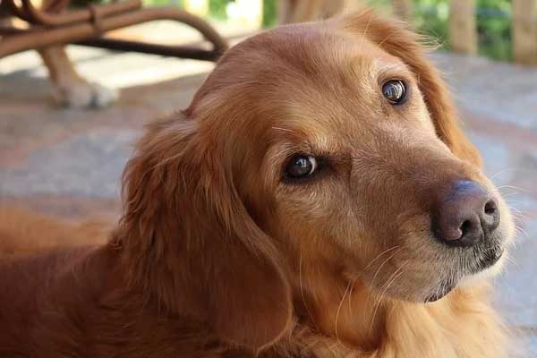 Golden Retriever osserva