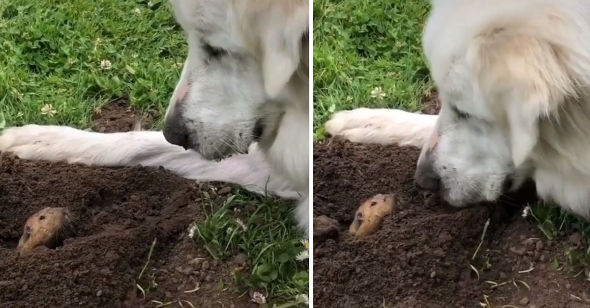 Il Golden Retriever incontra un topolino e il tenero momento conquista il web (video)