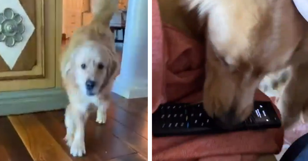 Il Golden Retriever non vuole che la padrona guardi la tv e ruba il telecomando (video)