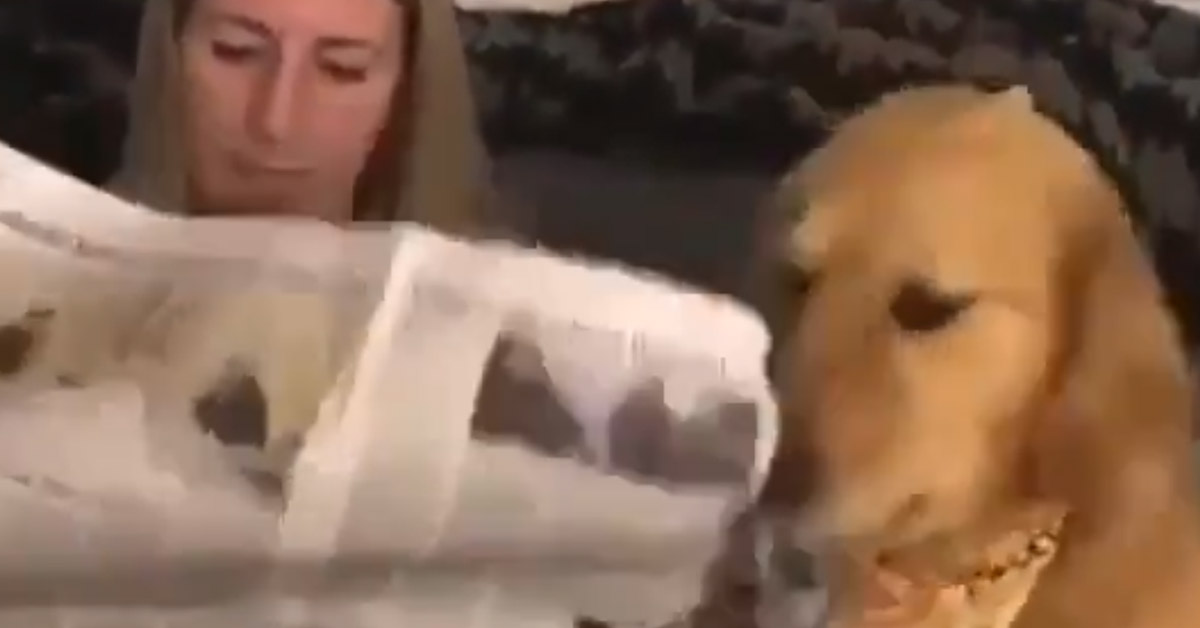 Il Golden Retriever non vuole che la sua proprietaria legga il giornale (video)