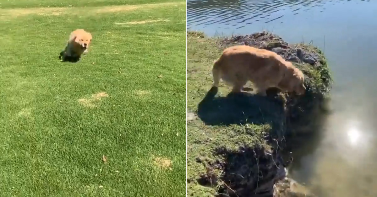 Il Golden Retriever si esibisce in un perfetto tuffo e il video diventa virale