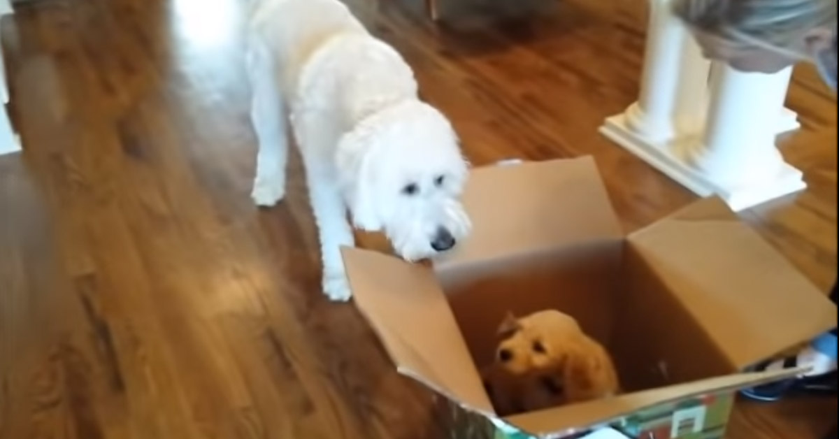 Il Goldendoodle conosce il nuovo cucciolo di casa e 8 milioni di persone impazziscono (video)