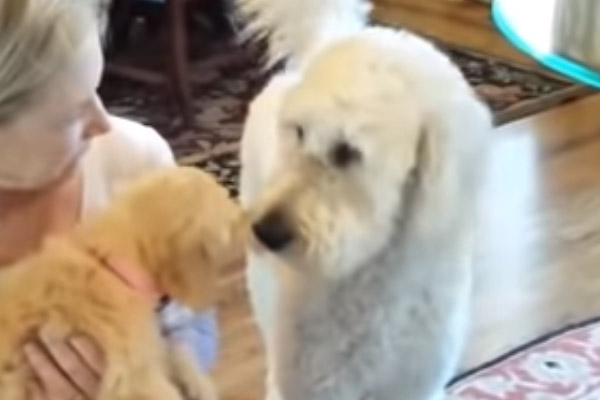 Goldendoodle con un un cucciolo