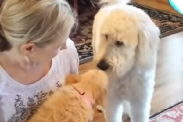 Goldendoodle con un un cucciolo