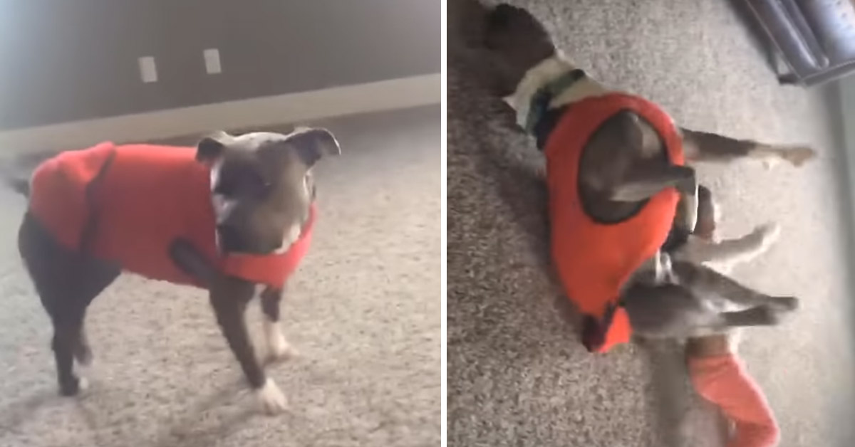 Il Pitbull imita la bambina che fa la ruota e il video diventa virale