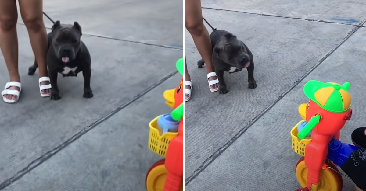 Il Pitbull osserva il bambino sul triciclo e il video fa il giro del web