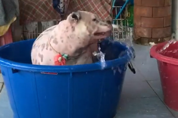 Cane dentro una bacinella piena d'acqua