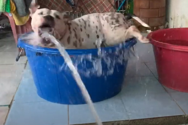 Cane dentro una bacinella piena d'acqua