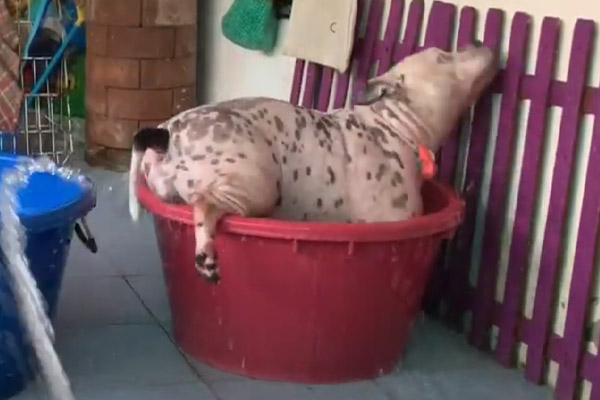 Cane dentro una bacinella piena d'acqua