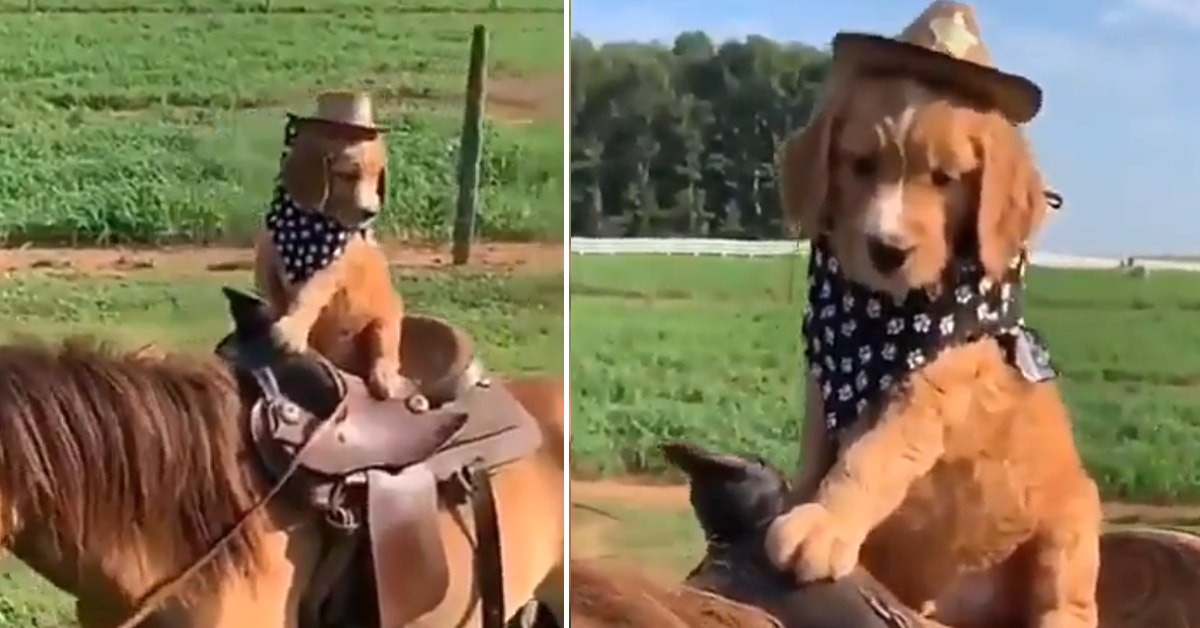 Il cagnolino cavalca il suo amico cavallo e il video conquista il web