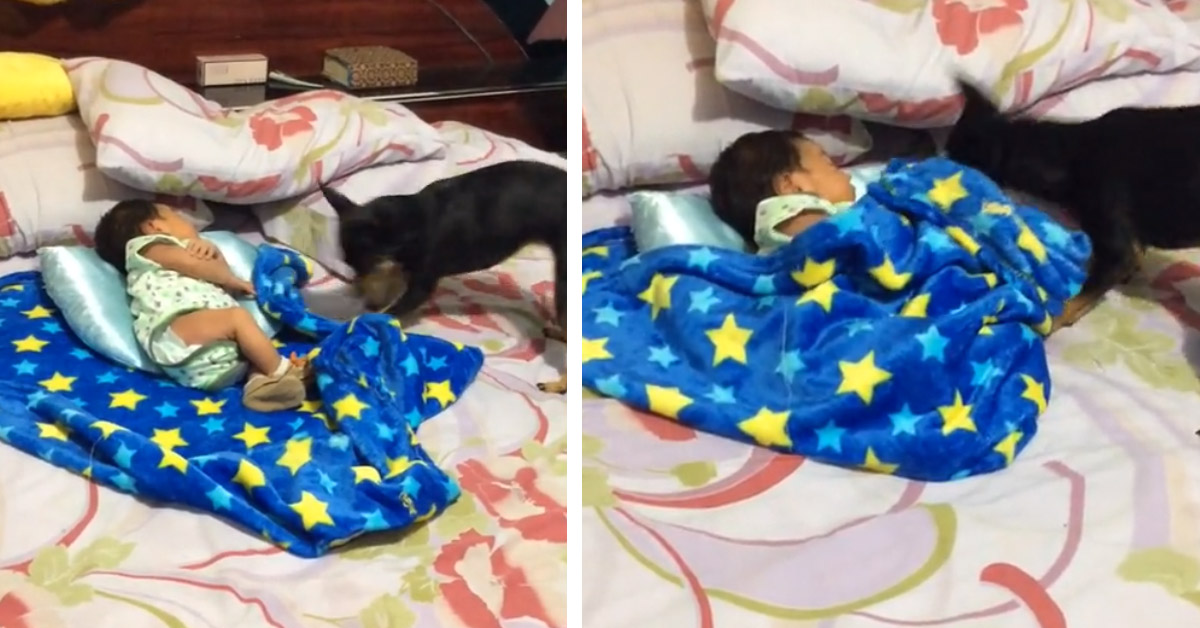 Il cagnolino dorme con il bambino e lo copre, il video conquista il web