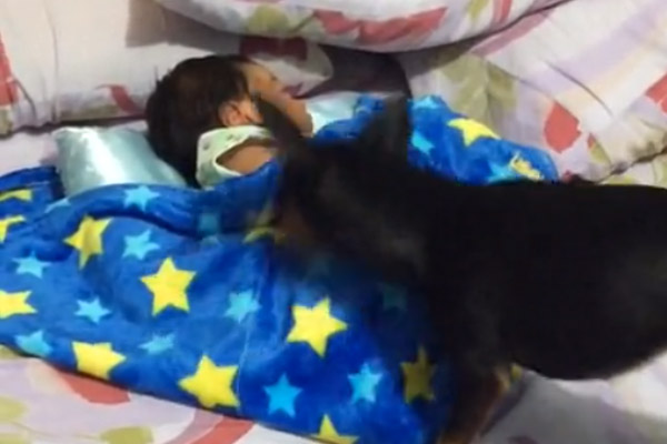 Cagnolino copre un bambino