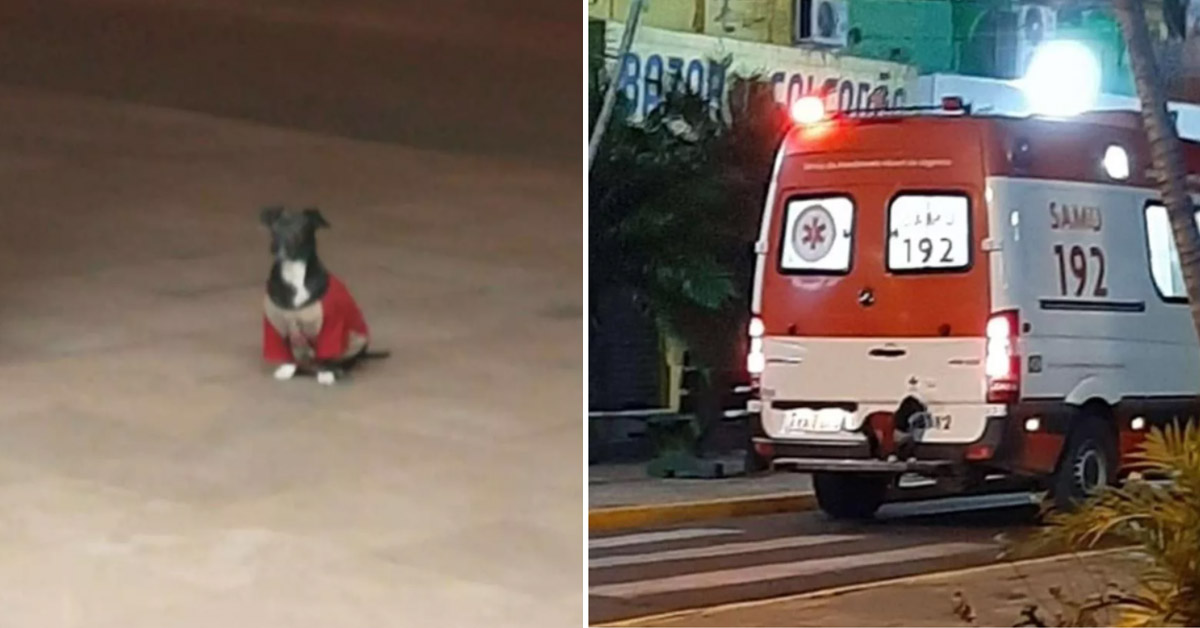 Il cagnolino fedele salta sul paraurti dell’ambulanza per andare con il proprietario in ospedale