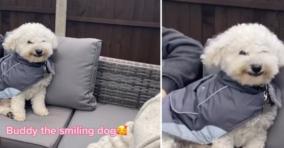 Il cagnolino non riesce a smettere di sorridere di fronte al gesto del suo proprietario (video)