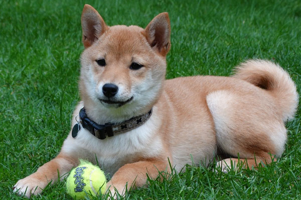 Cagnolino che gioca con una pallina