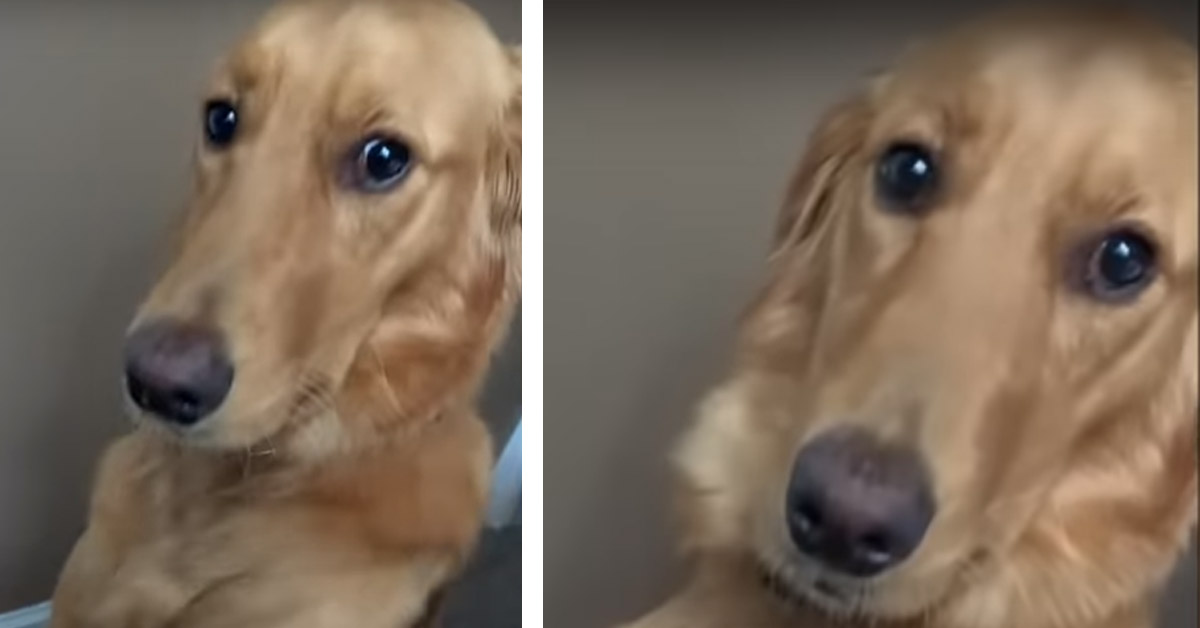 Il cagnolino non vuole che il proprietario smetta di fargli le coccole (video)