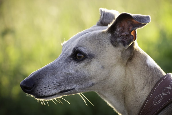 Cane che osserva