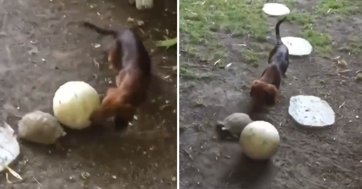 Il cagnolino sfida una tartaruga in una partita di calcio (video)