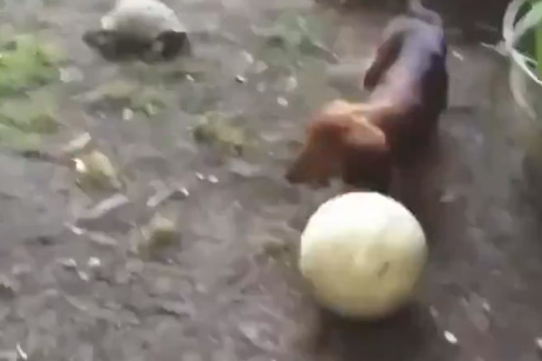 Cagnolino gioca con una tartaruga a palla