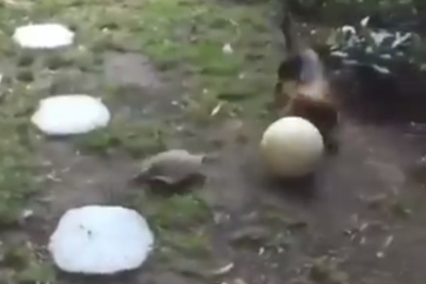 Cagnolino gioca con una tartaruga a palla