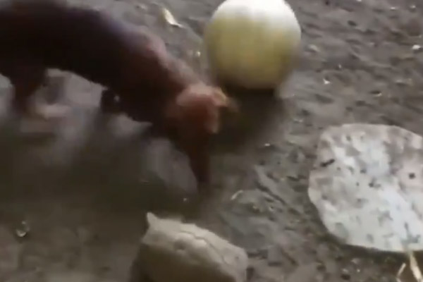 Cagnolino gioca con una tartaruga a palla