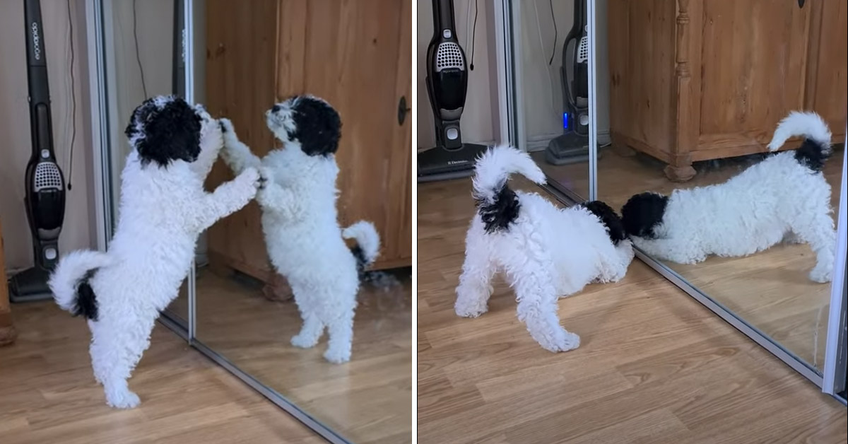 Il cagnolino si guarda allo specchio e la sua reazione è esilarante (video)
