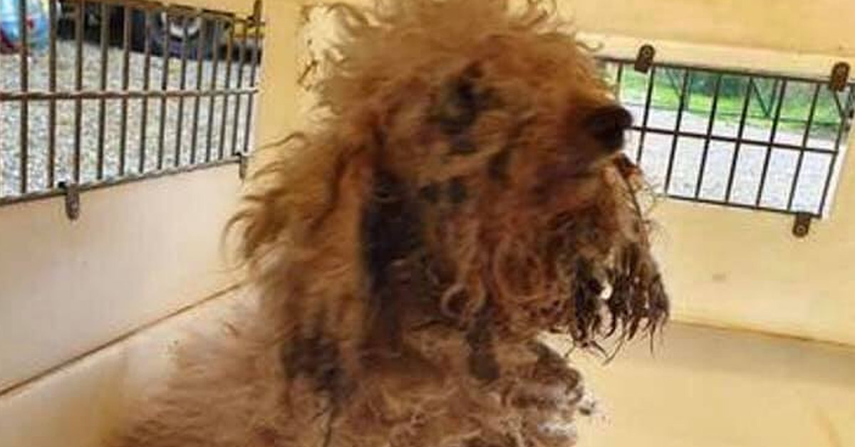 Il cagnolino sordo e cieco abbandonato a 13 anni che ora cerca la felicità