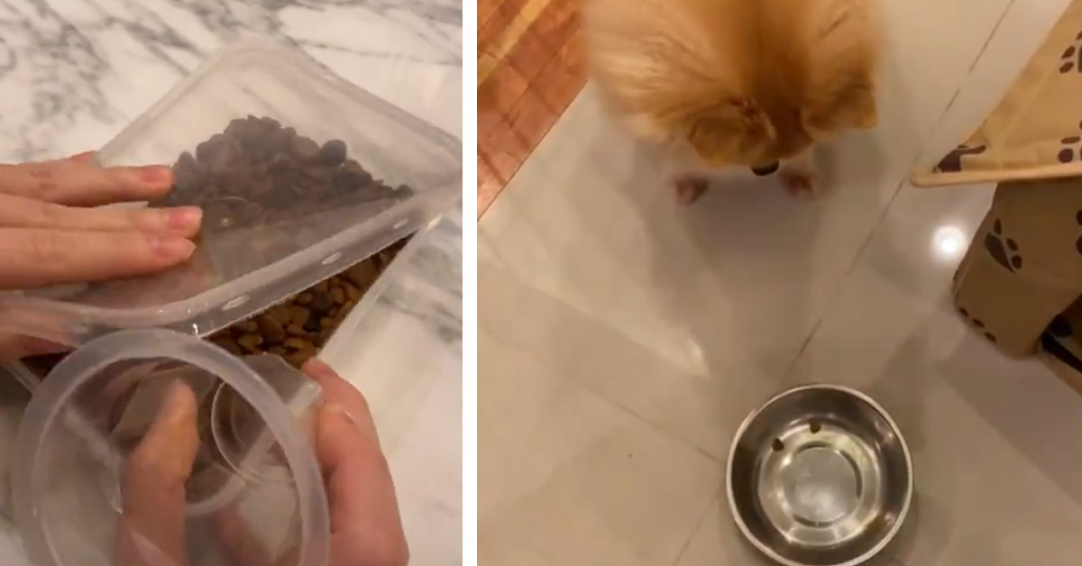 Il cagnolino viene “ingannato” per cena e lo scherzo diventa virale (video)