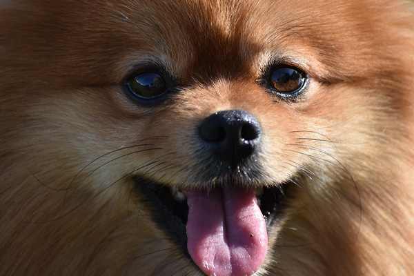 Cagnolino felice