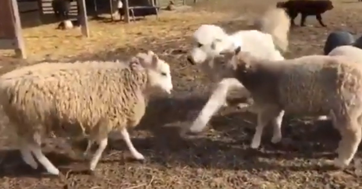 Il cane Maremmano interviene per dividere due pecore che lottano (video)
