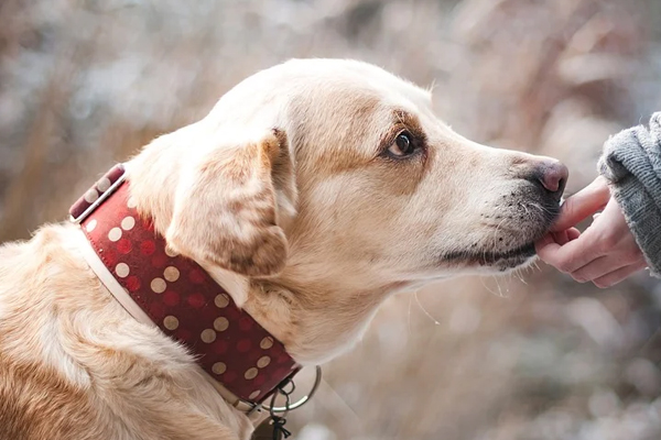 Cane che annusa