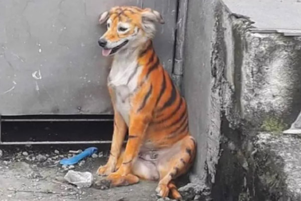 Cane dipinto da tigre