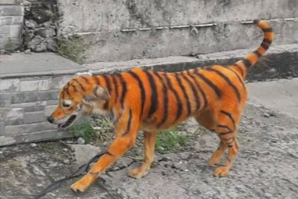 Cane dipinto da tigre