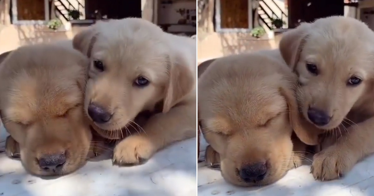 Il cucciolo di Golden Retriever fa i dispetti al fratello (video)