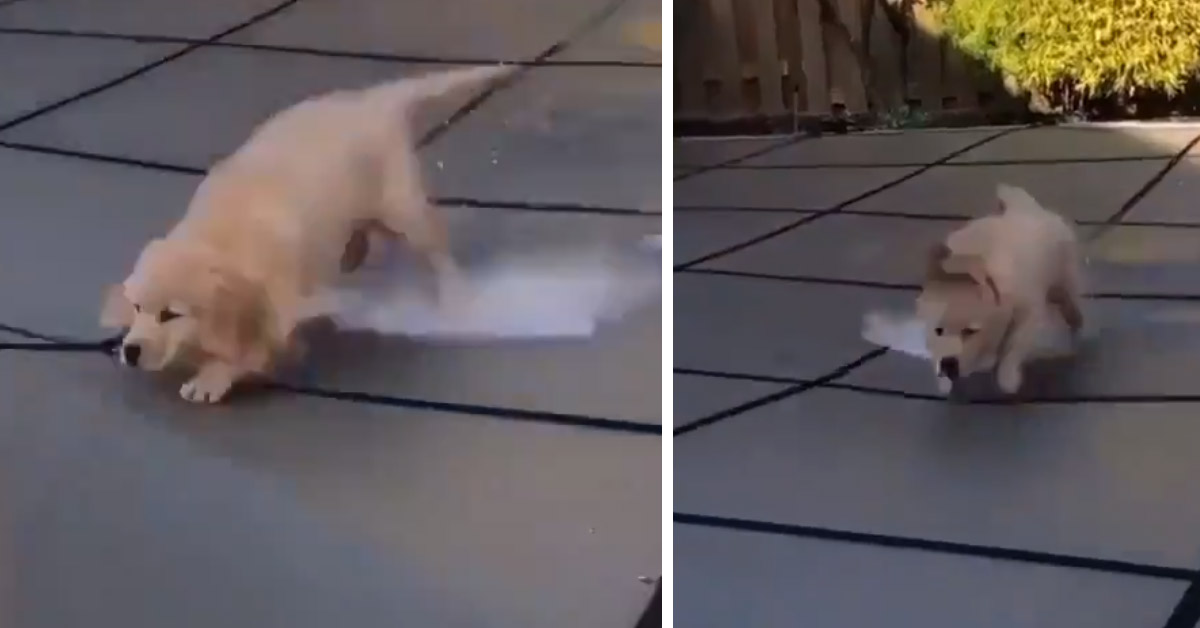 Il cucciolo di Golden Retriever gioca in una piscina coperta (video)