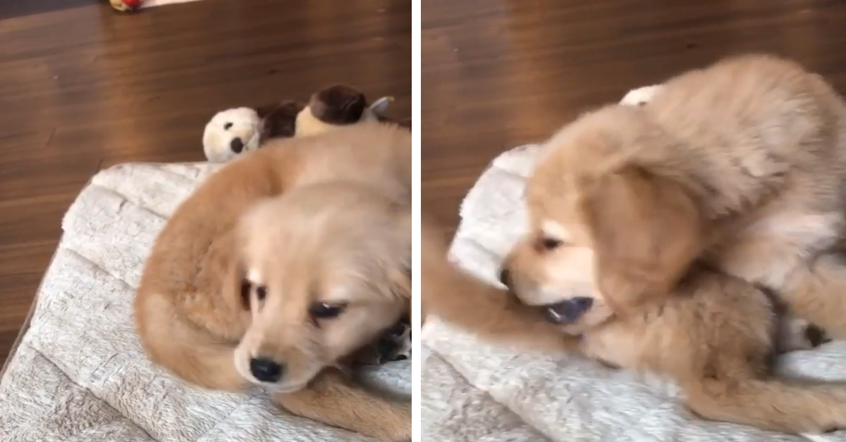 Il cucciolo di Golden Retriever ha il suo rituale “pre-sonno” (video)
