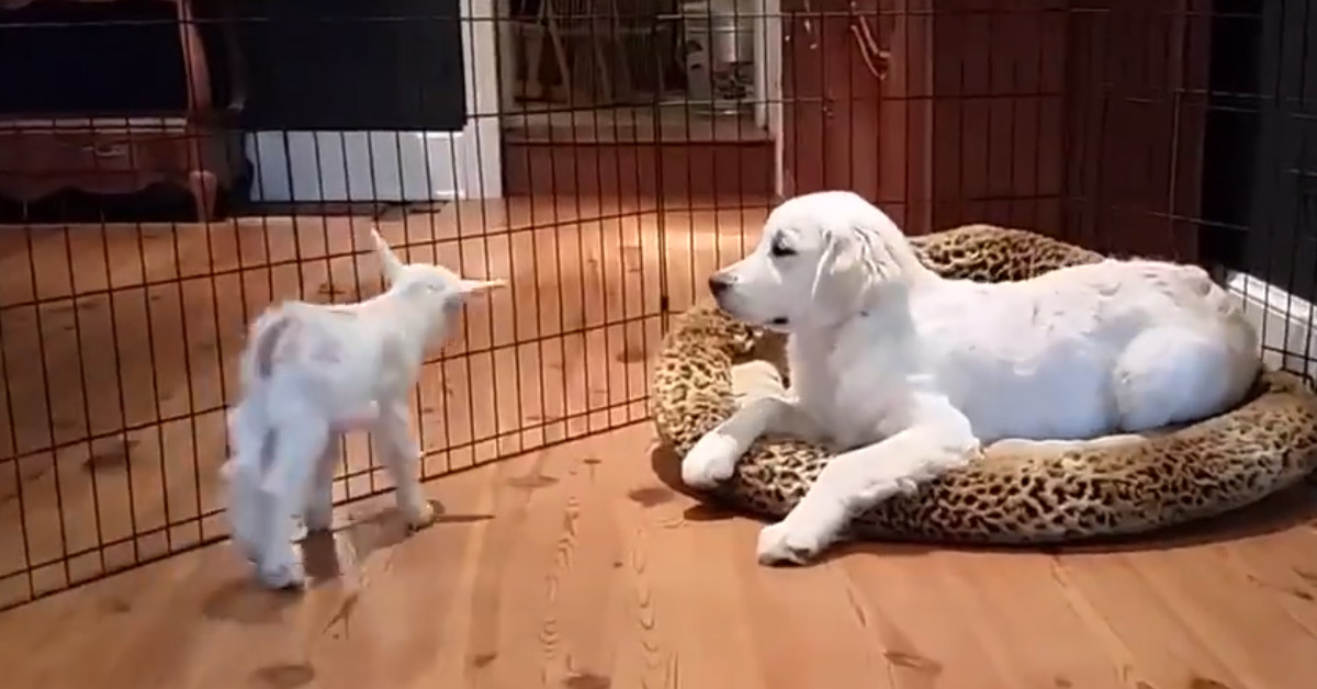 Il cucciolo di Golden Retriever incontra una capretta e il video conquista il web