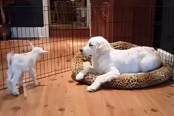 Cucciolo di Golden Retriever che gioca con una capretta