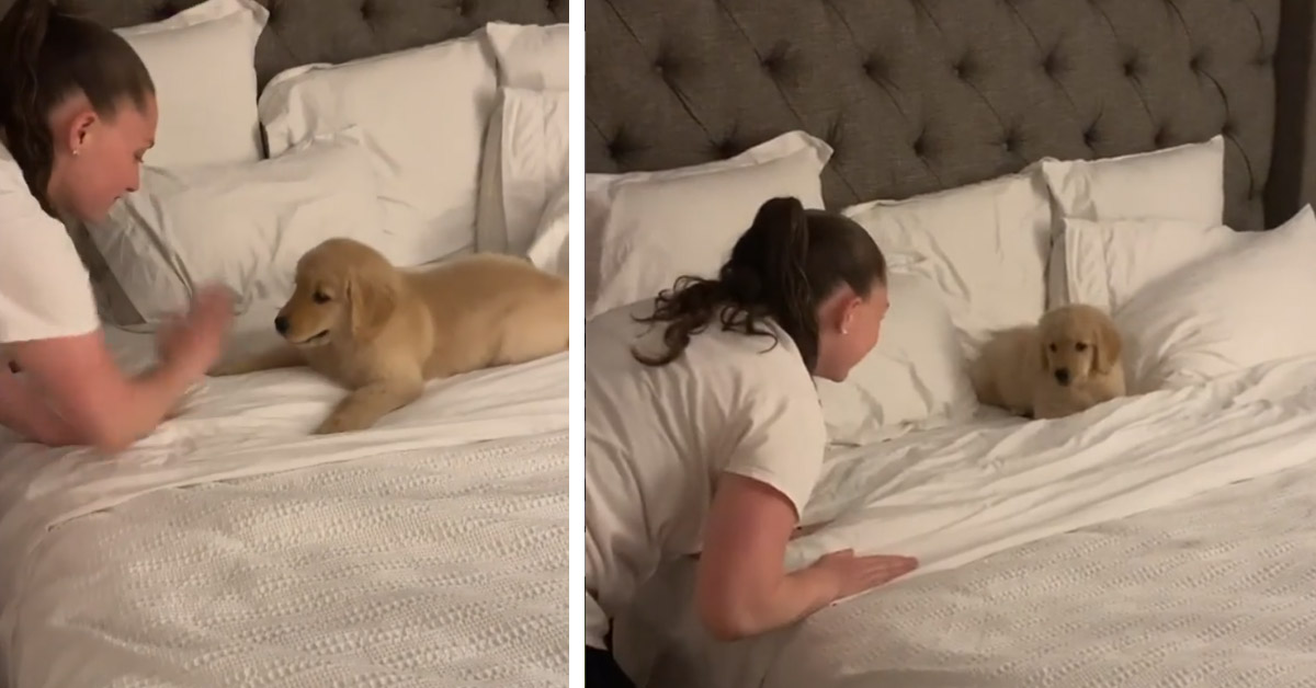 Il cucciolo di Golden Retriever non ne vuole sapere di andare a dormire (video)