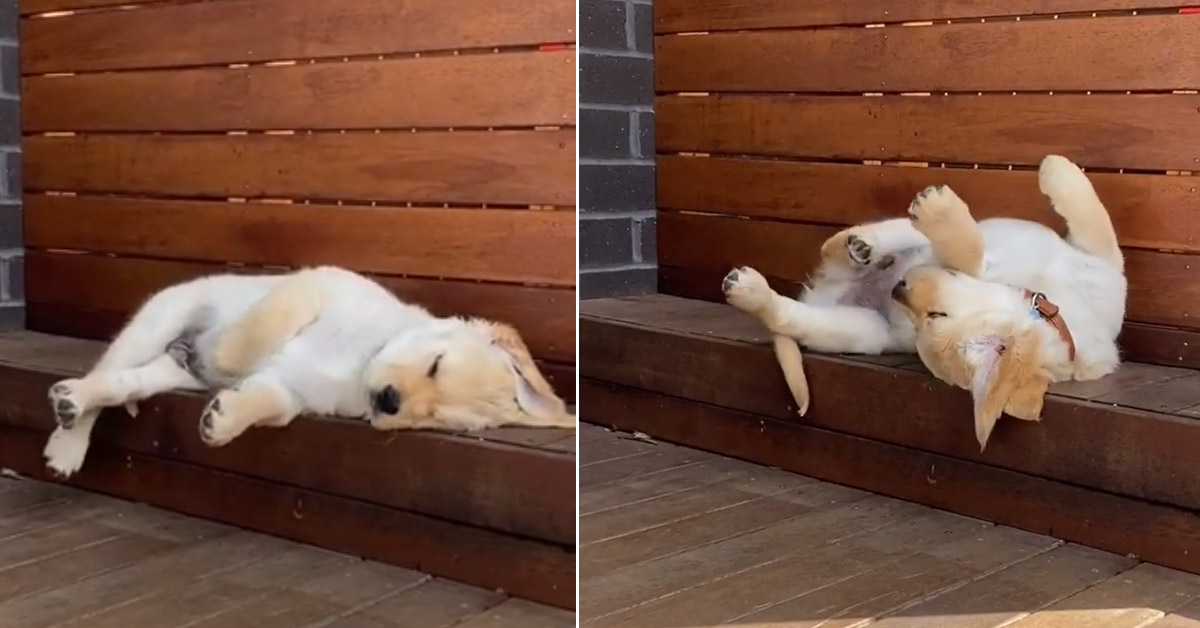 Il cucciolo di Golden Retriever non riesce a trovare la posizione giusta per dormire (video)