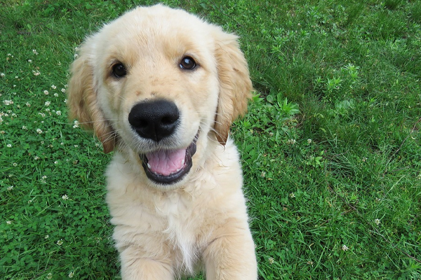 Cucciolo di Golden Retriever che osserva