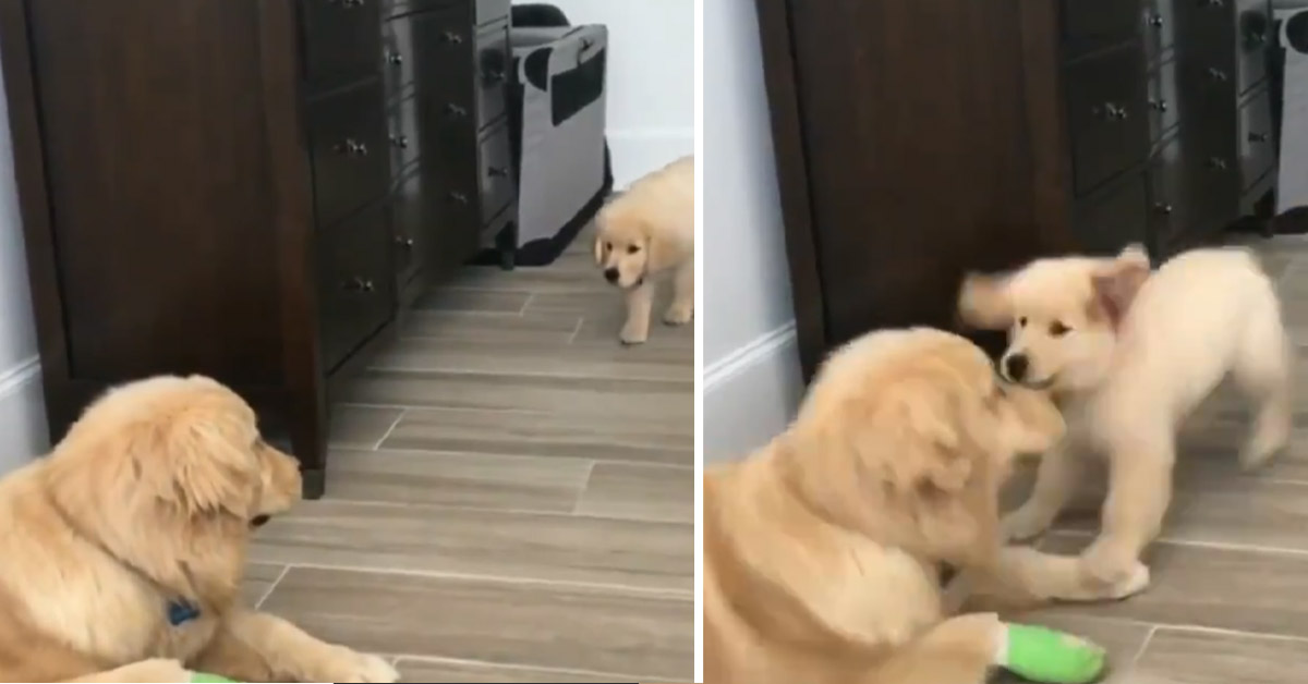 Il cucciolo di Golden Retriever sferra un tenerissimo “attacco” al suo papà (video)