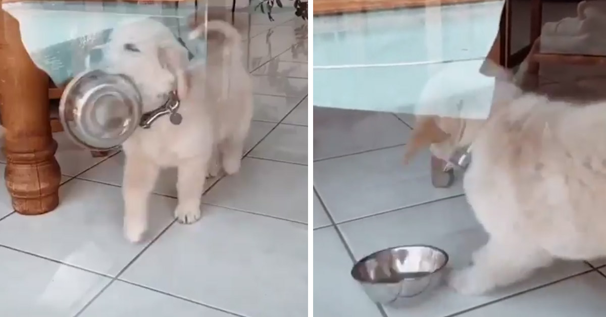 Il cucciolo di Golden Retriever si fa paura da solo e il video diventa virale