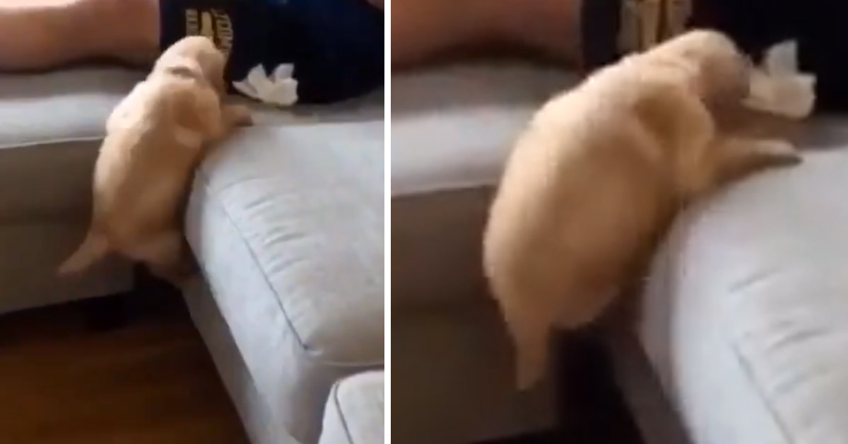 Il cucciolo di Golden Retriever si trasforma in un alpinista per salire sul divano